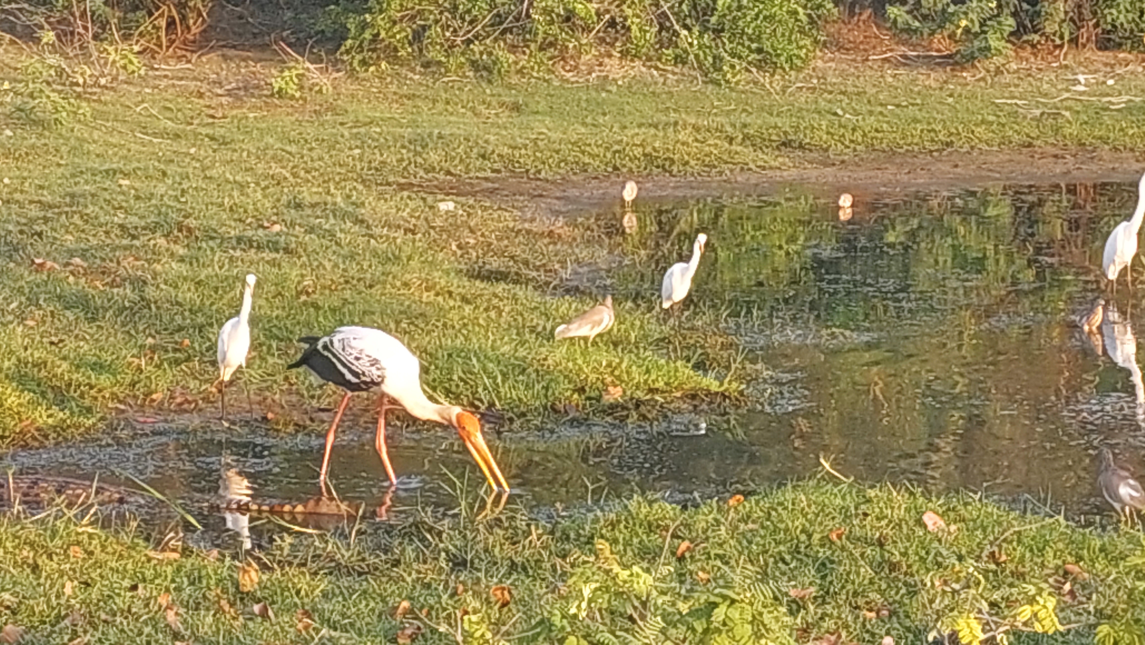 Yala Safari Day Tour photo 4